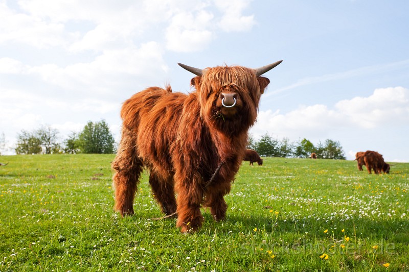 _MG_4859_cow.jpg - long haired cow on a meadow
