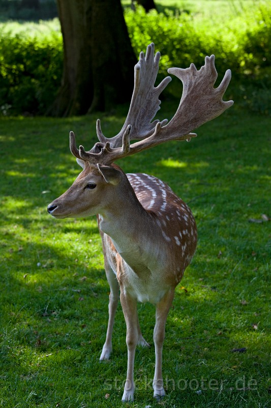 _MG_5434_deer.jpg - junger Hirsch auf der Wiese