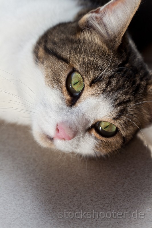 _MG_7055_cat.jpg - Gesicht einer kleinen Katze