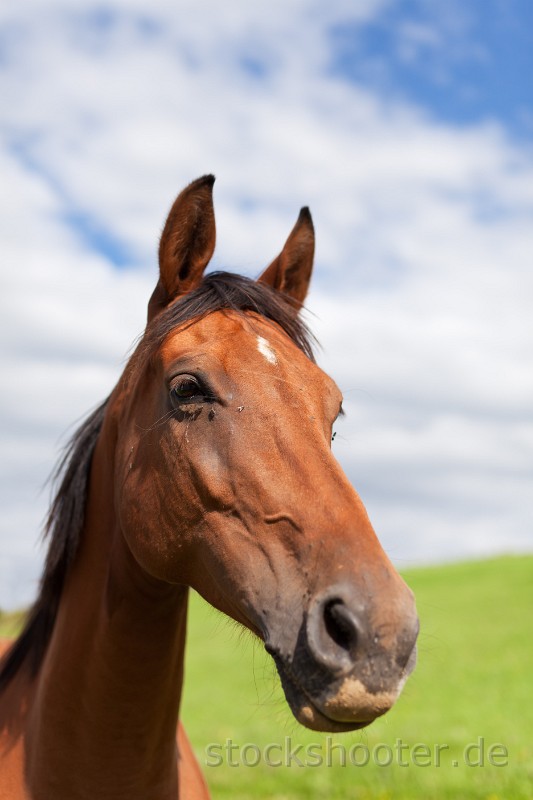 _MG_7104_horse.jpg - Pferdekopf