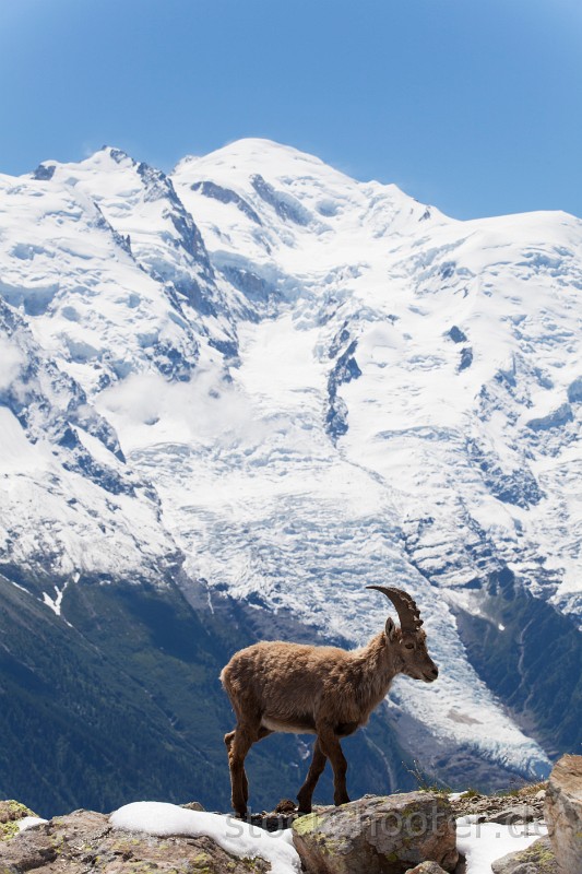 _MG_7867_capricorn.jpg - Steinbock in den französischen Alpen