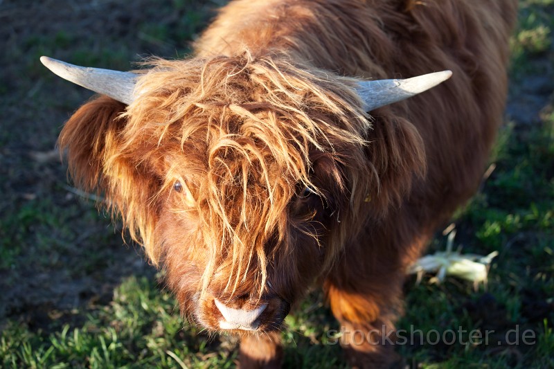 _MG_9812_cow.jpg - Kopf eines Kalbes