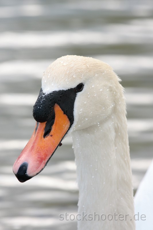 swanPortrait.jpg - the head of a swan