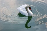 IMG_3492_swan