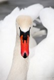 _MG_0393_swan