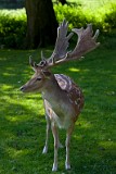 _MG_5434_deer