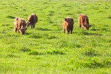 _MG_6650_longhorns