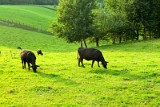 _MG_7072_cows