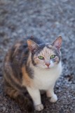 _MG_8657_cat