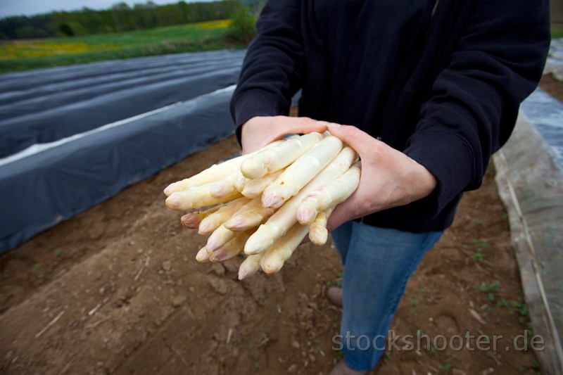 _MG_4425_planter.jpg - weißer Spargel auf einem Spargelfeld