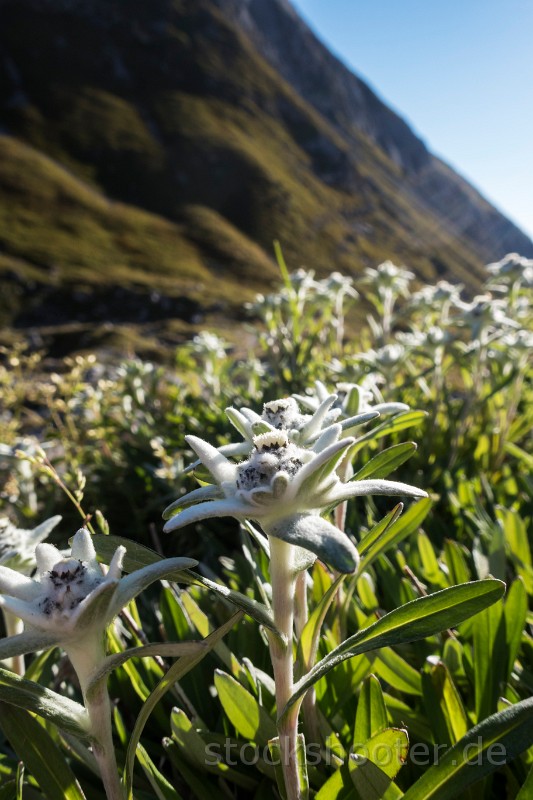 IMG_2473_edelweiss.jpg - edelweiss flower in the karwendel alps