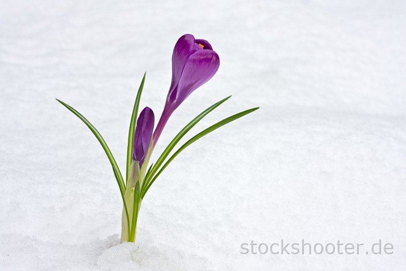 IMG_2833_crocus.jpg - detail of purple crocus flowers