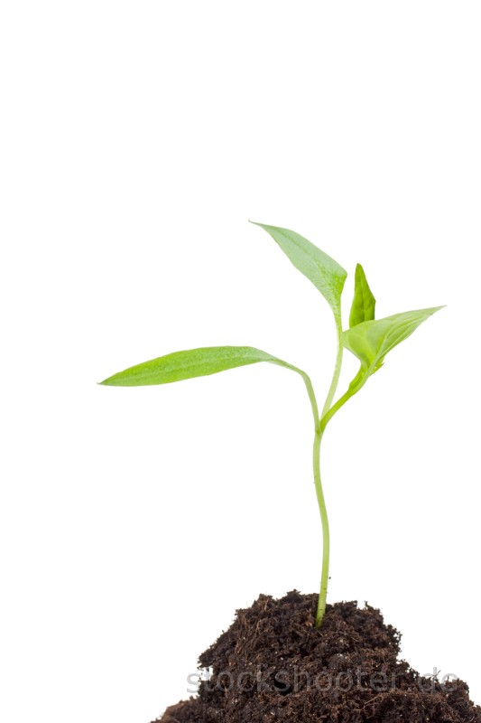 IMG_3322_plant.jpg - small seedling isolated on white