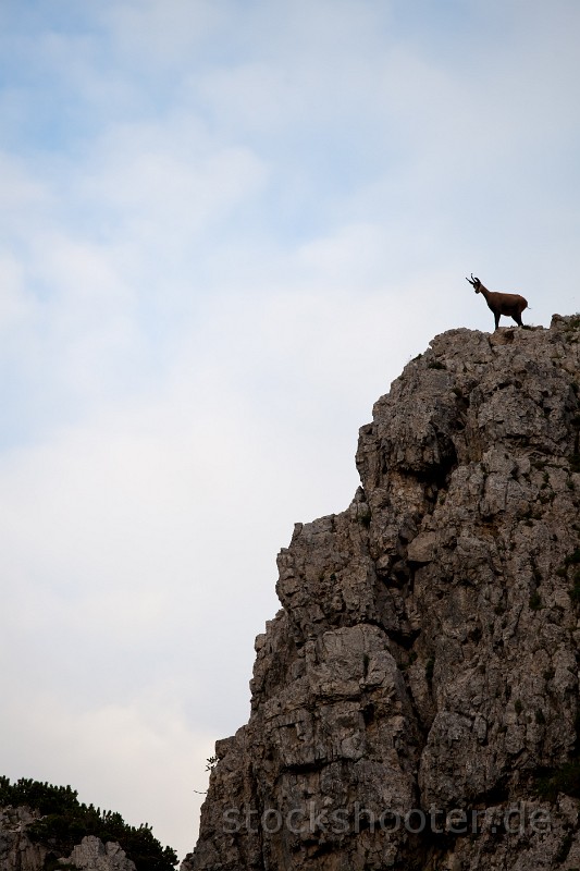 _MG_1186_gams.jpg - chamois in the italian alps