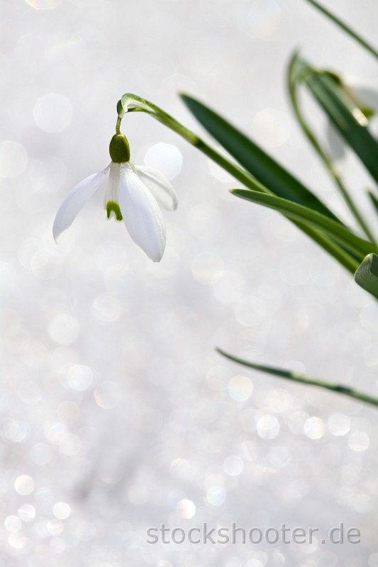 _MG_2019_schnee.jpg - Schneeglöckchen im Frühling