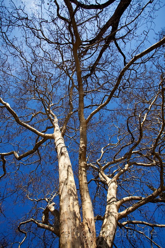 _MG_2782_platane.jpg - Platane und klarer blauen Himmel