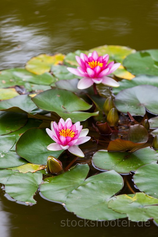 _MG_3233_seerose.jpg - water lily in bloom