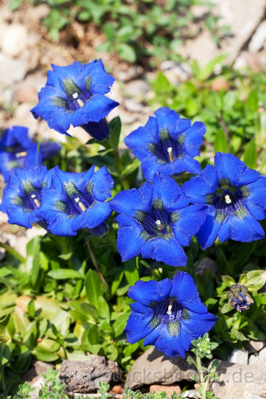 _MG_4704_enzian.jpg - gentian flowers on a sunny day