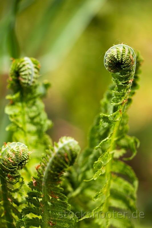 _MG_4727_fern.jpg - spiral of young fern in spring