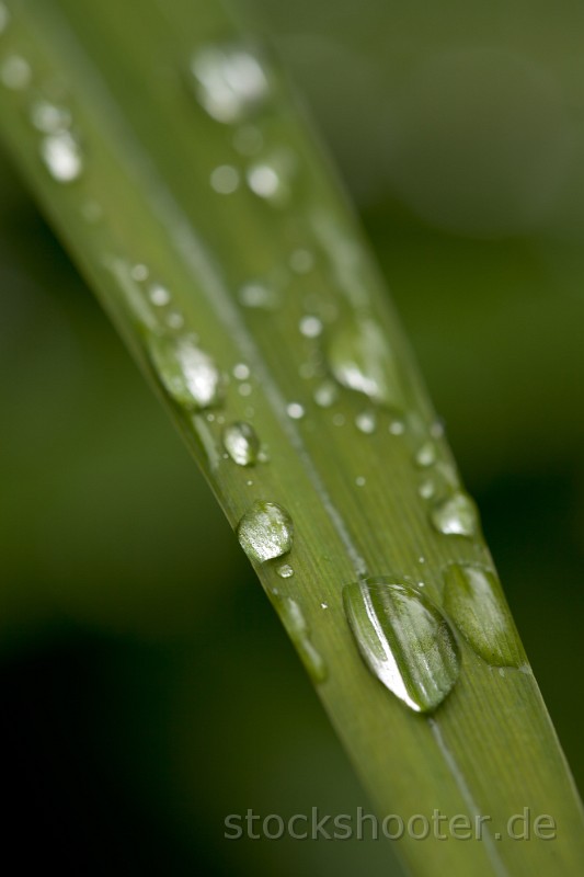 _MG_4748_dewdrop.jpg - dew drops on green grass