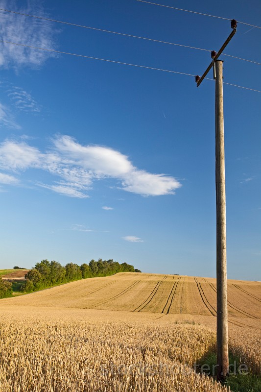 _MG_5071_wheatfield.jpg