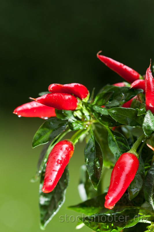 _MG_6953_pepperplant.jpg - Chilibaum im Freien