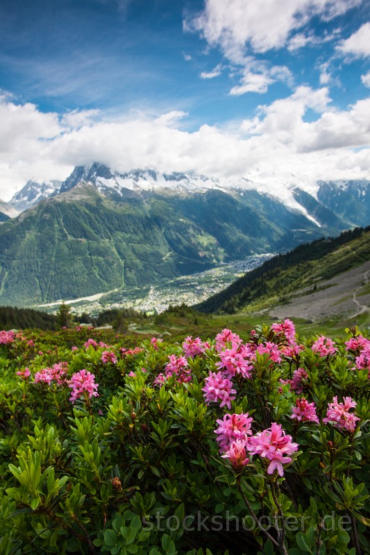 _MG_7984_alpenrose.jpg - alpine rose in the chamonix vallee
