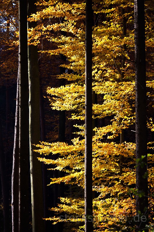 _MG_9809_wald.jpg - bunte Buchenblätter im Herbst