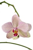 IMG_0328_orchid_ala