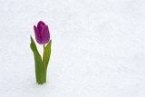 _MG_0879_snowtulip