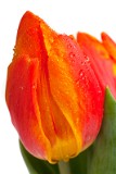 _MG_0906_tulipdrops