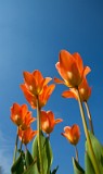 _MG_4190_tulip