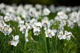 _MG_4202_narcissus