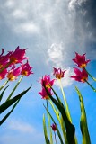 _MG_4701_tulips_sm