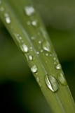 _MG_4748_dewdrop