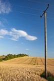 _MG_5071_wheatfield