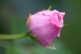 _MG_5601_rose