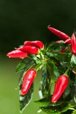 _MG_6953_pepperplant