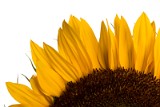 sunflowerStudioDetail3